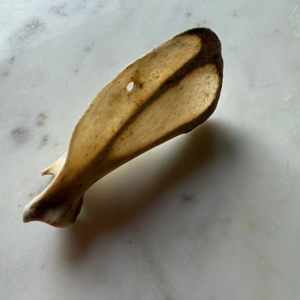 Natural Reptile Bone Chew Toy